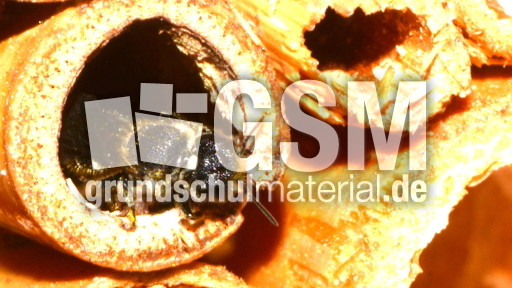 Gemeine Löcherbiene_3.JPG